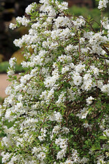 Closeup of a Pearlbush shrub in full bloom, Derbyshire England
