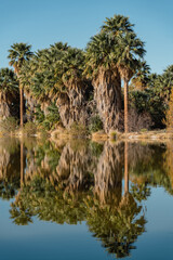 Agua Caliente Regional Park - Tucson Arizona