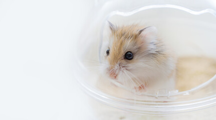 Close-up portrait of Roborovski hamster (Phodopus roborovskii), desert hamster, Robo dwarf hamster on a white background with copy space. Smallest of three species of hamster in the genus Phodopus.