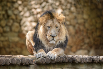Obraz premium A portrait of a lion sitting and looking down