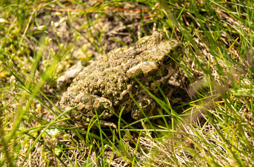 The green toad is on the grass. The animal is an amphibian. Latin name Bufonidae.