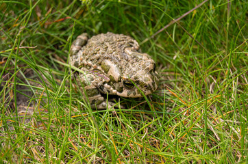 The green toad is on the grass. The animal is an amphibian. Latin name Bufonidae.