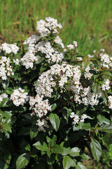 Laurustinus bush in full bloom, Derbyshire England
