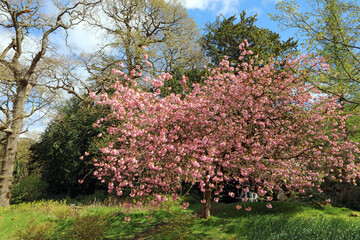 Fototapeta premium Japanese cherry tree covered in pink blossom, Derbyshire England 