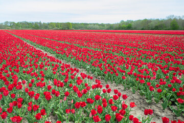 Rotes Tulpenfeld in voller Blüte bei Gifhorn / Braunschweig