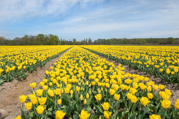 Gelbes Tulpenfeld in voller Blüte bei Gifhorn / Braunschweig