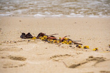 footprints on the beach