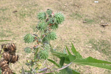 Castor fruits. Ricinus communis, the castor bean or palma christi is a species of perennial flowering plant in the spurge family. Many Ayurvedic medicines are made from its oil.
