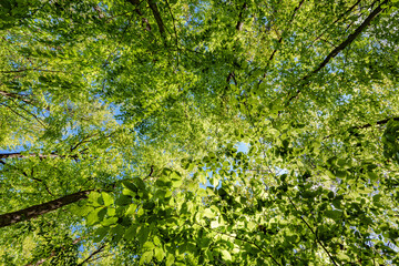 a view up into the trees direction sky - sustainability picture - stock photo - sunstar