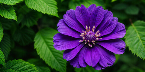 Create an image of a vibrant purple flower with delicate petals, set against a backdrop of lush green foliage
