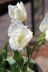 Macro image of white Tulips, Derbyshire England
