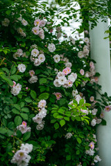 In the spring, I plunge into the embrace of rose flowers.