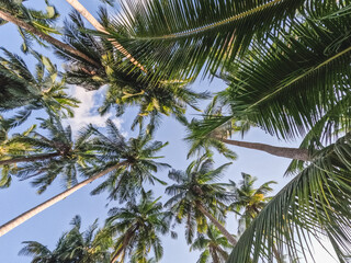 Bright palm trees against the background of a clear morning sky and sun rays. Closeup, outdoor. View from bottom to top. Vacation and travel concept