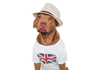 Lovable, pretty dog, British Flag and sunhat. Closeup, indoors. Studio shot. Congratulations for family, loved ones, relatives, friends and colleagues. Pets care concept