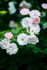 In the spring, I plunge into the embrace of rose flowers.