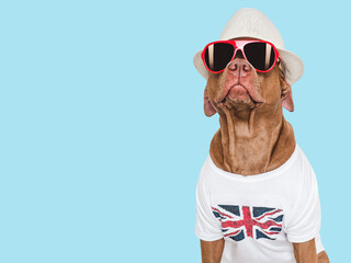 Lovable, pretty dog, British Flag and sunglasses. Closeup, indoors. Studio shot. Congratulations for family, loved ones, relatives, friends and colleagues. Pets care concept