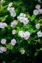In the spring, I plunge into the embrace of rose flowers.