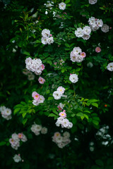 In the spring, I plunge into the embrace of rose flowers.