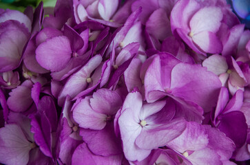 Fresh and colorful hydrangeas for holidays