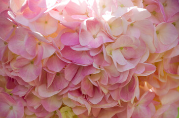 Fresh and colorful hydrangeas for holidays