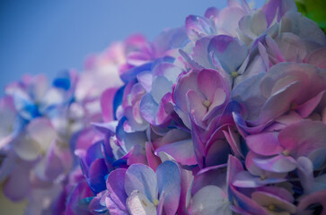 Fresh and colorful hydrangeas for holidays