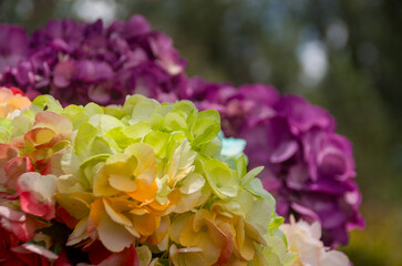 Fresh and colorful hydrangeas for holidays