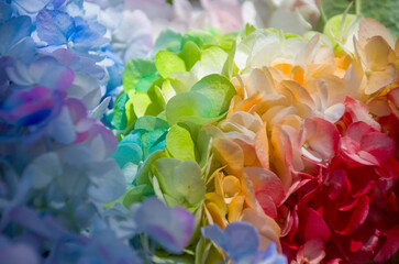 Fresh and colorful hydrangeas for holidays