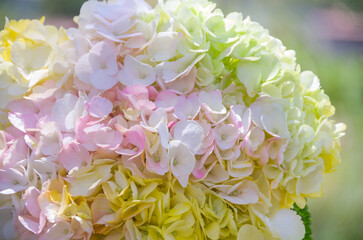 Fresh and colorful hydrangeas for holidays