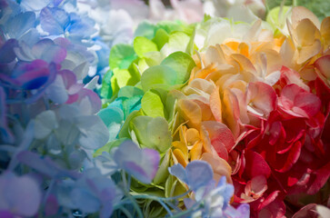 Fresh and colorful hydrangeas for holidays