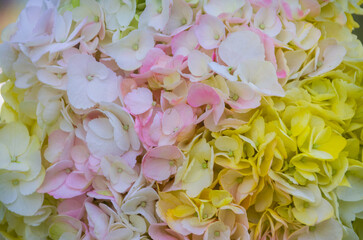 Fresh and colorful hydrangeas for holidays