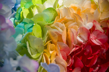 Fresh and colorful hydrangeas for holidays