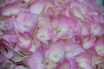 Fresh and colorful hydrangeas for holidays