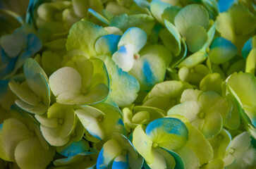 Fresh and colorful hydrangeas for holidays