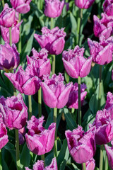 pink, purple tulip San Luiz in the morning sun with green leaves