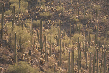 Gates Pass in Tucson Arizona, saguaro cactus on mountainside