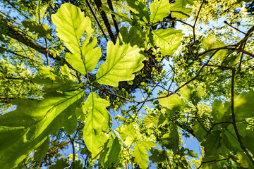 a view up into the trees direction sky - sustainability picture - stock photo - sunstar