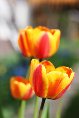 Beautiful tulips close up. Nature background