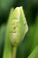 Obraz premium Beautiful tulips close up. Nature background
