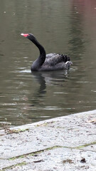 black Swan 