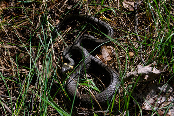 a zigzag snake lies in the grass in a spring forest