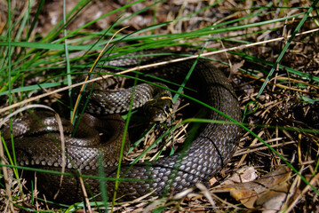 snake in an attacking position in the grass in the forest