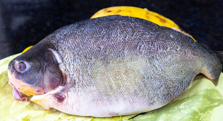 Fresh tropical fish Tambaqui (Colossoma macropomum) typical Brazilian freshwater fish from the Amazon and Pantanal.
