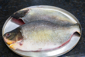 Fresh tropical fish Tambaqui (Colossoma macropomum) typical Brazilian freshwater fish from the Amazon and Pantanal.