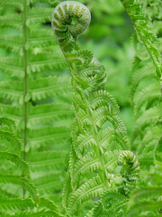 Green spring ferns. Young fresh leaves.