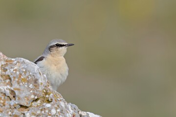 Northern Wheatear or Wheatear - Oenanthe oenanthe, Crete
