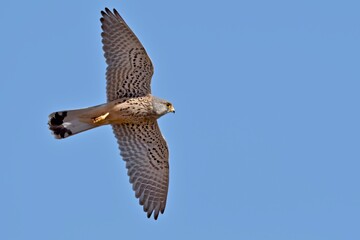 Common Kestrel (Falco tinnunculus), Crete
