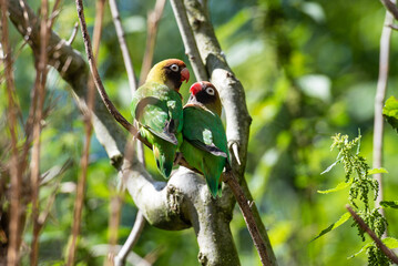 Die Unzertrennlichen, Papageien-Paar in der Wildness in Afrika