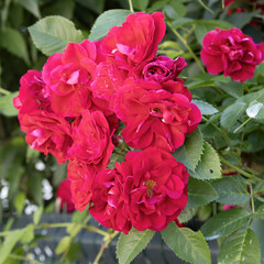 Rosier fleurs groupées rouge	