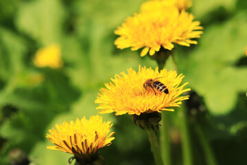 Bee on a dandelion flower, close-up. Yellow dandelion flowers in a clearing, pollination of flowers by insects. Natural spring background with bright flowers, selective focus. Dandelion close up