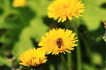 Bee on a dandelion flower, close-up. Yellow dandelion flowers in a clearing, pollination of flowers by insects. Natural spring background with bright flowers, selective focus. Dandelion close up